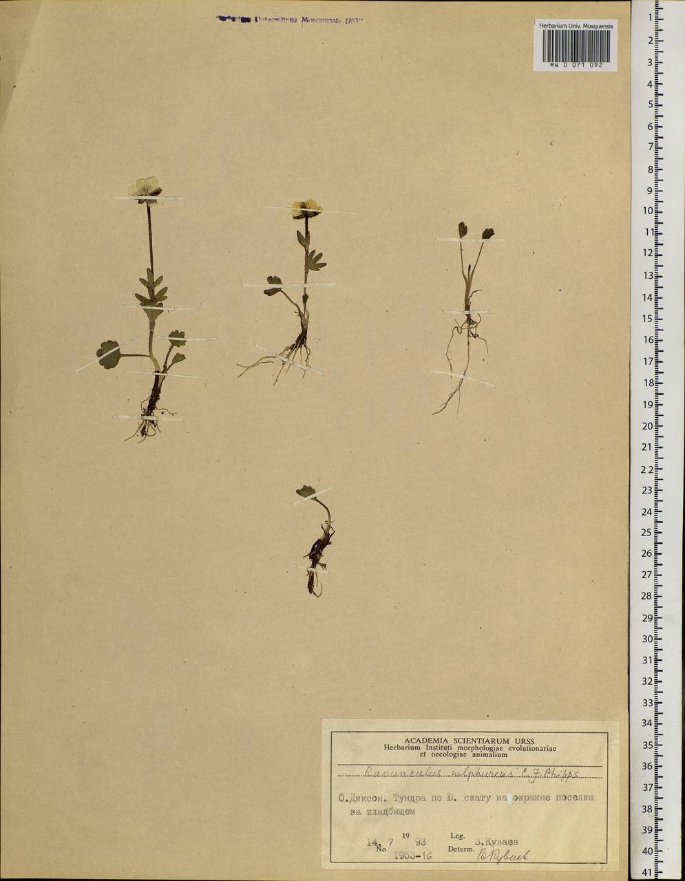 Ranunculus sulphureus, Siberia, Central Siberia (S3) (Russia)