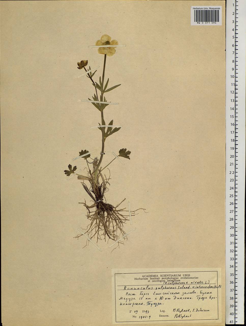 Ranunculus sulphureus, Siberia, Central Siberia (S3) (Russia)