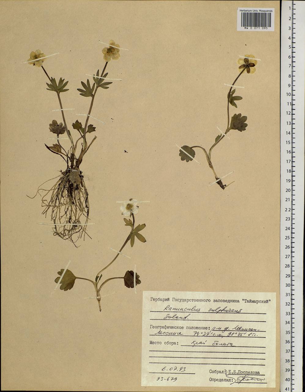 Ranunculus sulphureus Sol. ex J. B. Phipps, Siberia, Central Siberia (S3) (Russia)