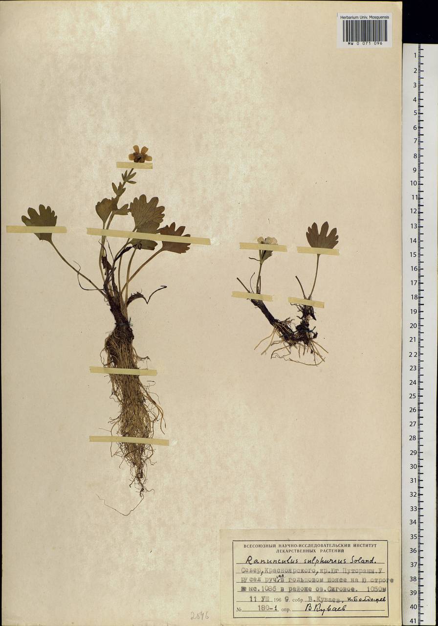 Ranunculus sulphureus, Siberia, Central Siberia (S3) (Russia)