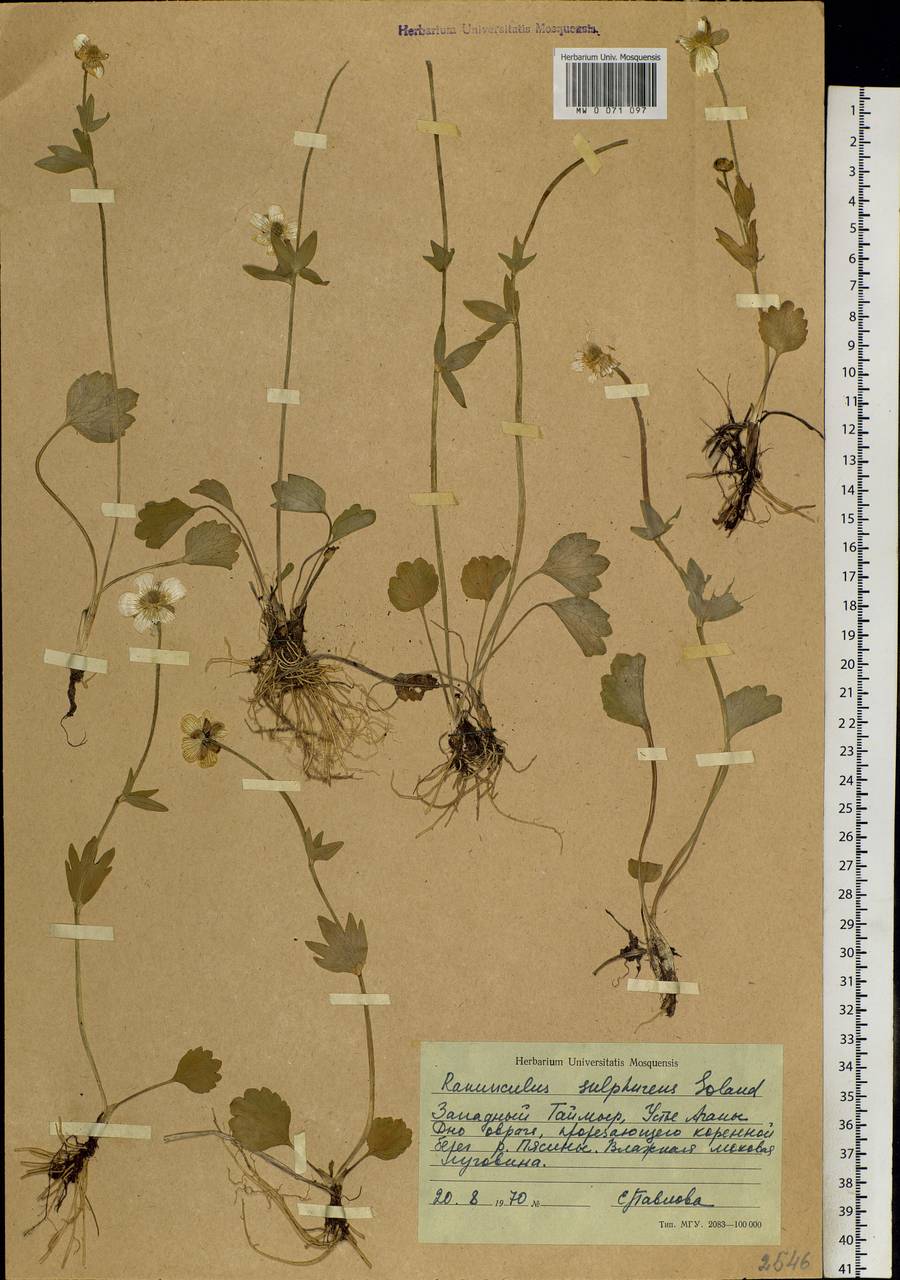 Ranunculus sulphureus, Siberia, Central Siberia (S3) (Russia)