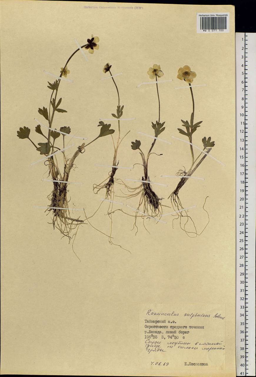 Ranunculus sulphureus Sol. ex J. B. Phipps, Siberia, Central Siberia (S3) (Russia)