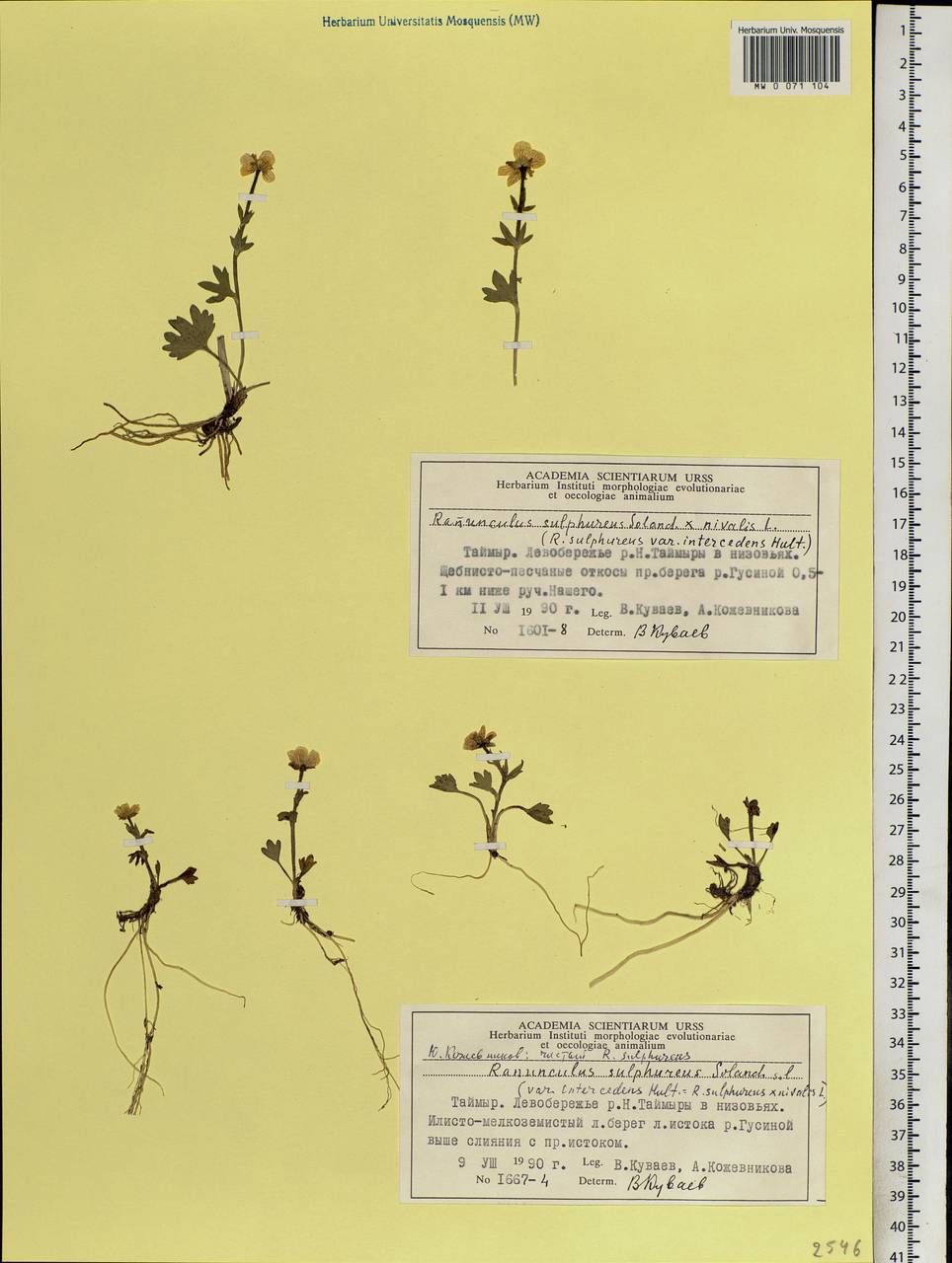 Ranunculus sulphureus, Siberia, Central Siberia (S3) (Russia)
