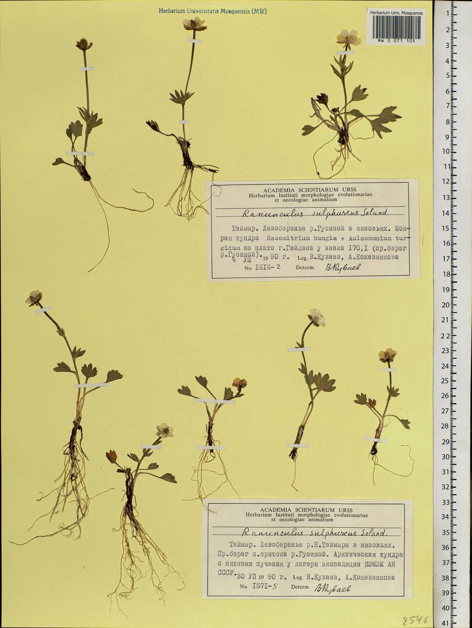 Ranunculus sulphureus, Siberia, Central Siberia (S3) (Russia)