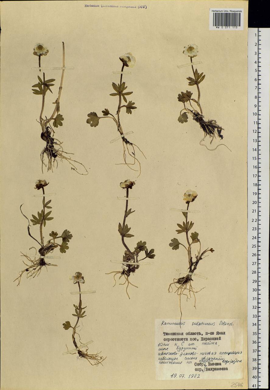Ranunculus sulphureus, Siberia, Western Siberia (S1) (Russia)