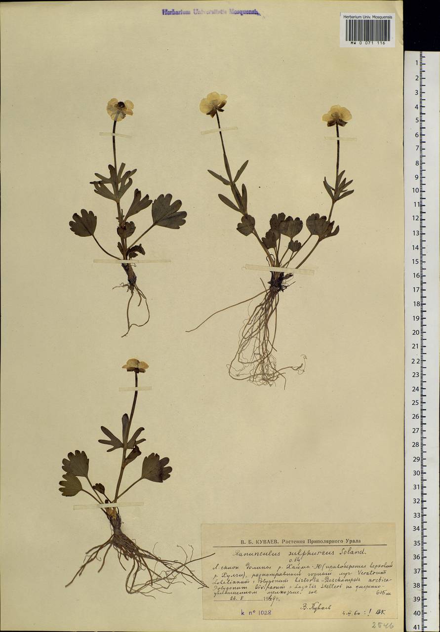 Ranunculus sulphureus, Siberia, Western Siberia (S1) (Russia)