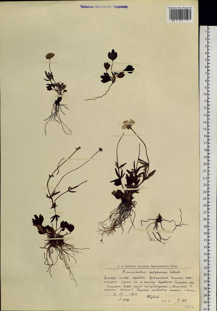 Ranunculus sulphureus, Eastern Europe, Northern region (E1) (Russia)