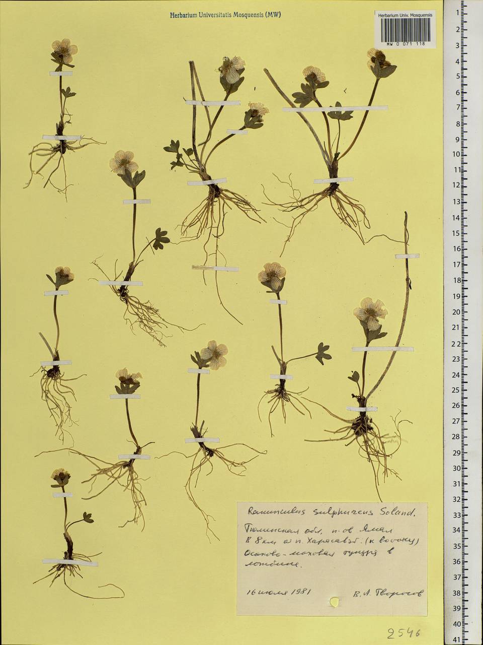 Ranunculus sulphureus, Siberia, Western Siberia (S1) (Russia)