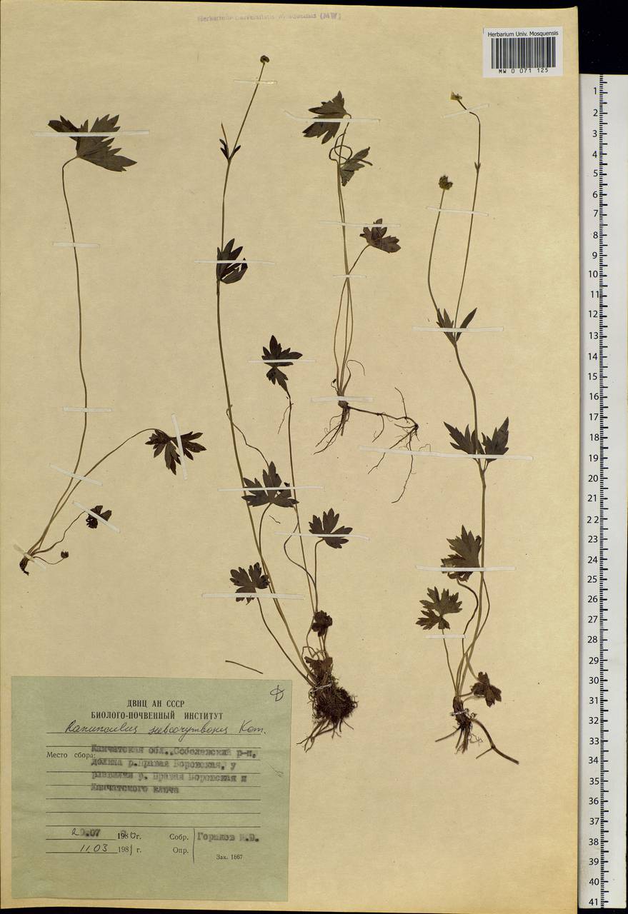 Ranunculus subcorymbosus Kom., Siberia, Chukotka & Kamchatka (S7) (Russia)