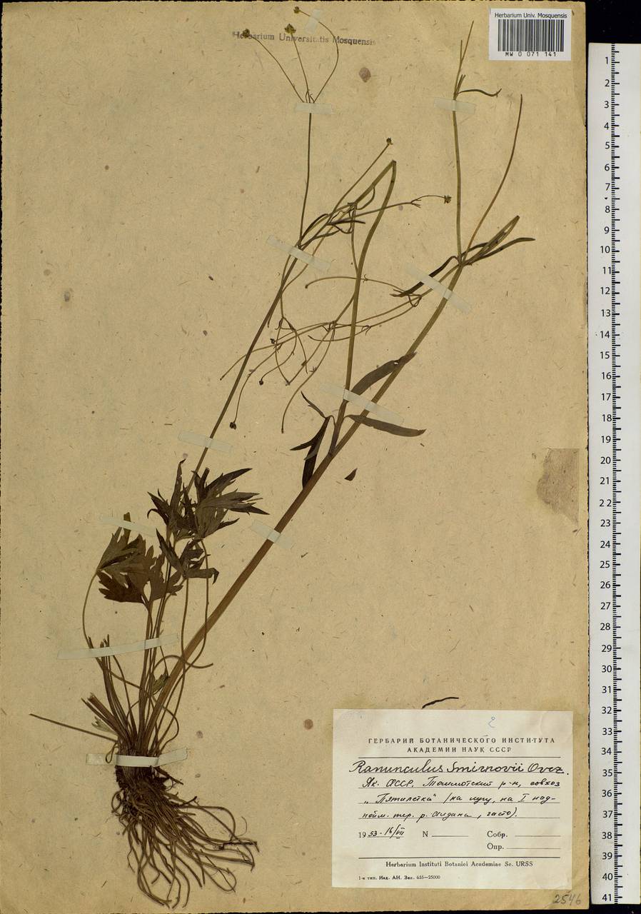 Ranunculus smirnovii Ovcz., Siberia, Yakutia (S5) (Russia)
