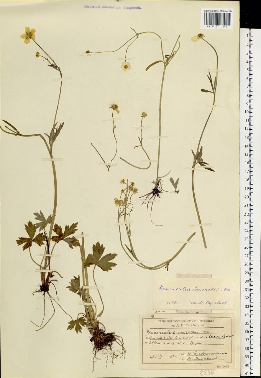Ranunculus smirnovii Ovcz., Siberia, Baikal & Transbaikal region (S4) (Russia)