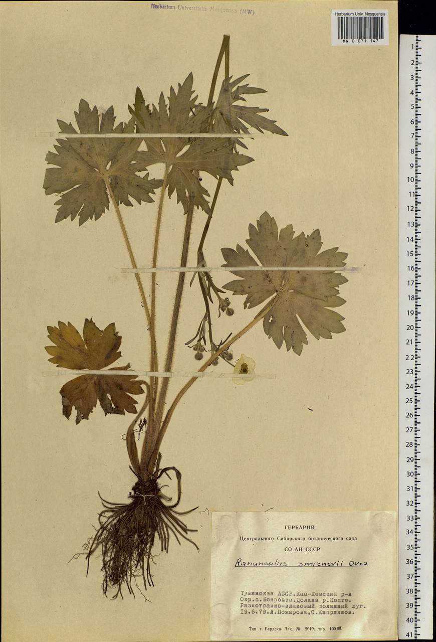 Ranunculus smirnovii Ovcz., Siberia, Altai & Sayany Mountains (S2) (Russia)