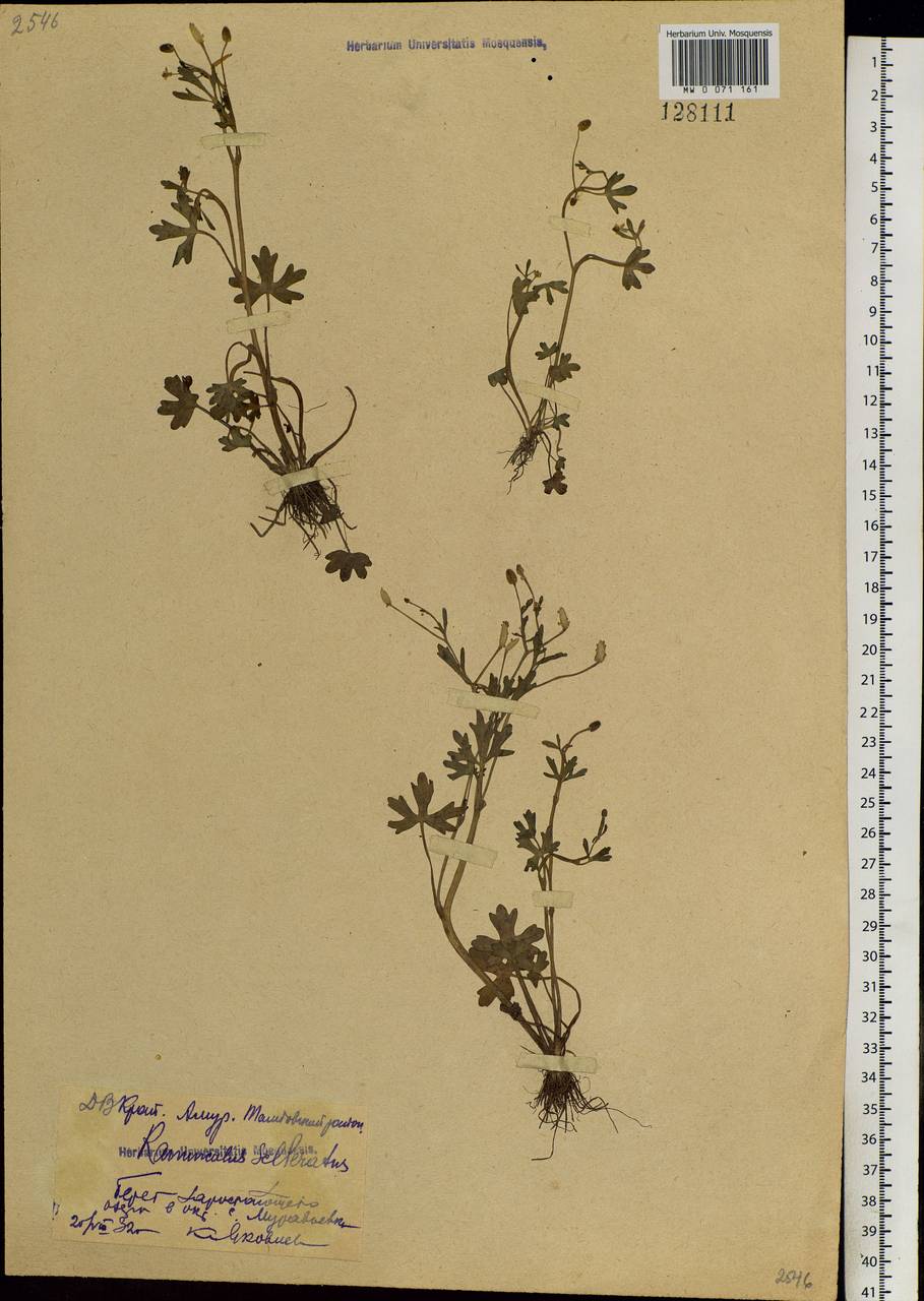 Ranunculus sceleratus L., Siberia, Russian Far East (S6) (Russia)