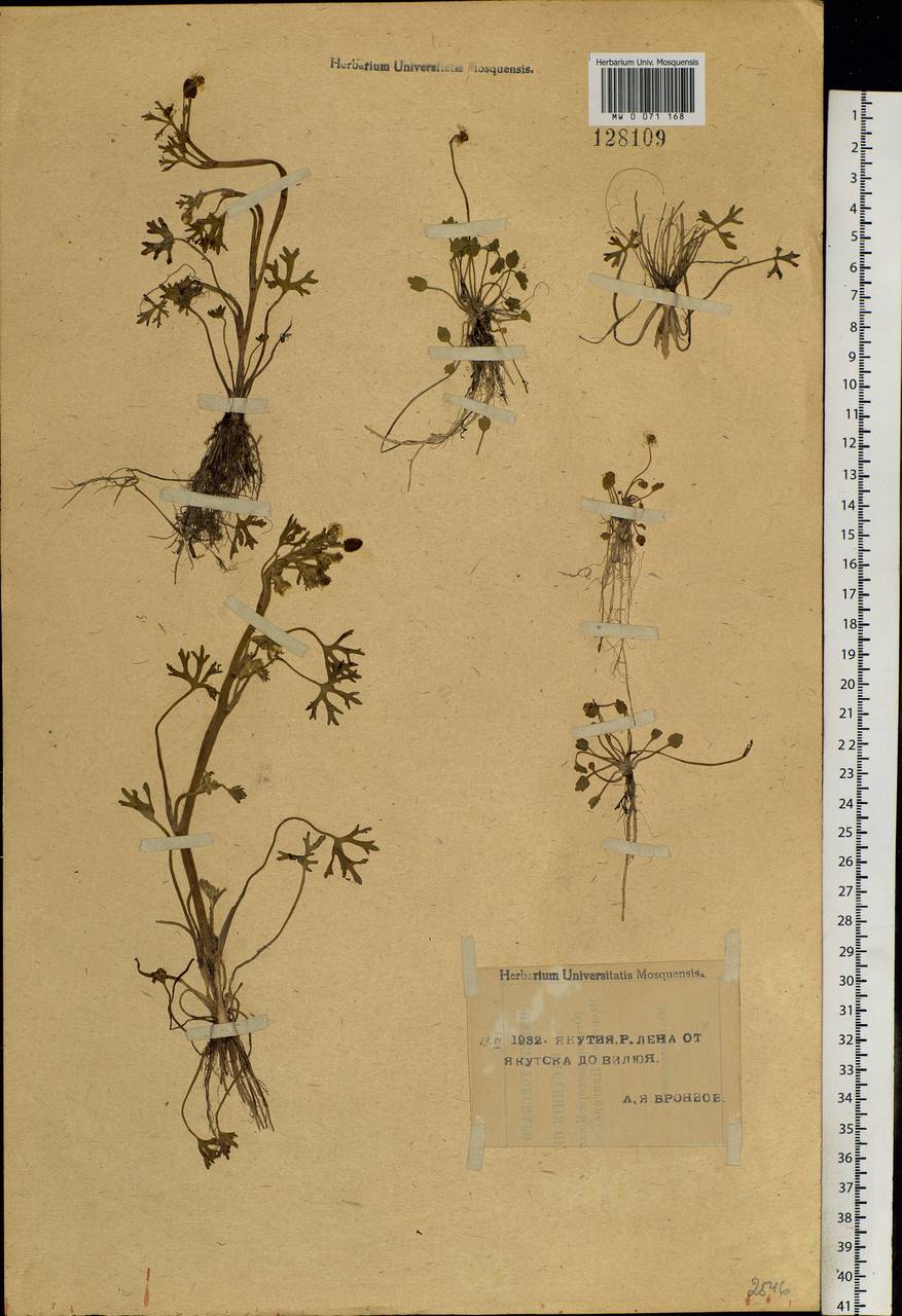 Ranunculus sceleratus L., Siberia, Yakutia (S5) (Russia)