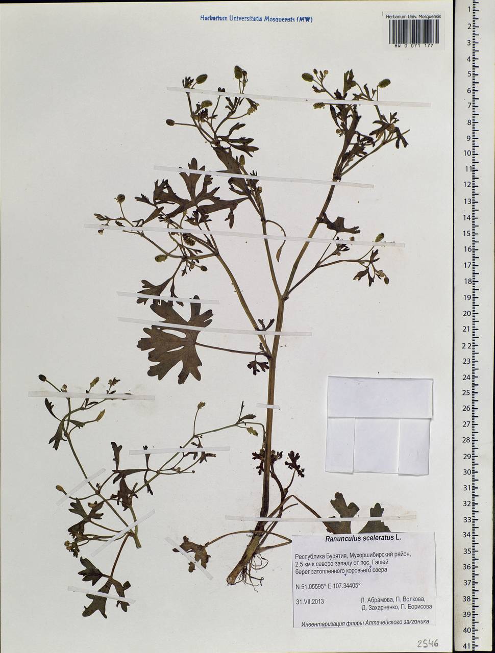 Ranunculus sceleratus L., Siberia, Baikal & Transbaikal region (S4) (Russia)