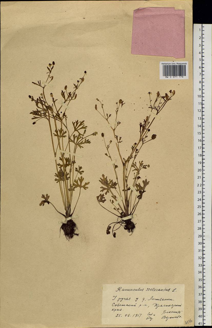 Ranunculus sceleratus L., Siberia, Central Siberia (S3) (Russia)