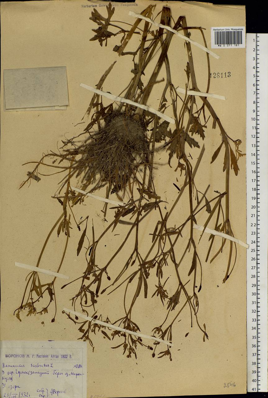 Ranunculus sceleratus L., Siberia, Western (Kazakhstan) Altai Mountains (S2a) (Kazakhstan)