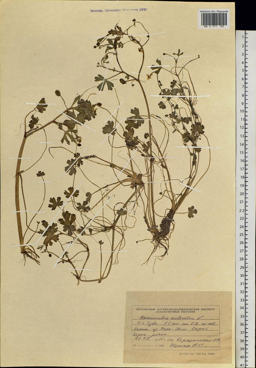 Ranunculus sceleratus L., Siberia, Altai & Sayany Mountains (S2) (Russia)