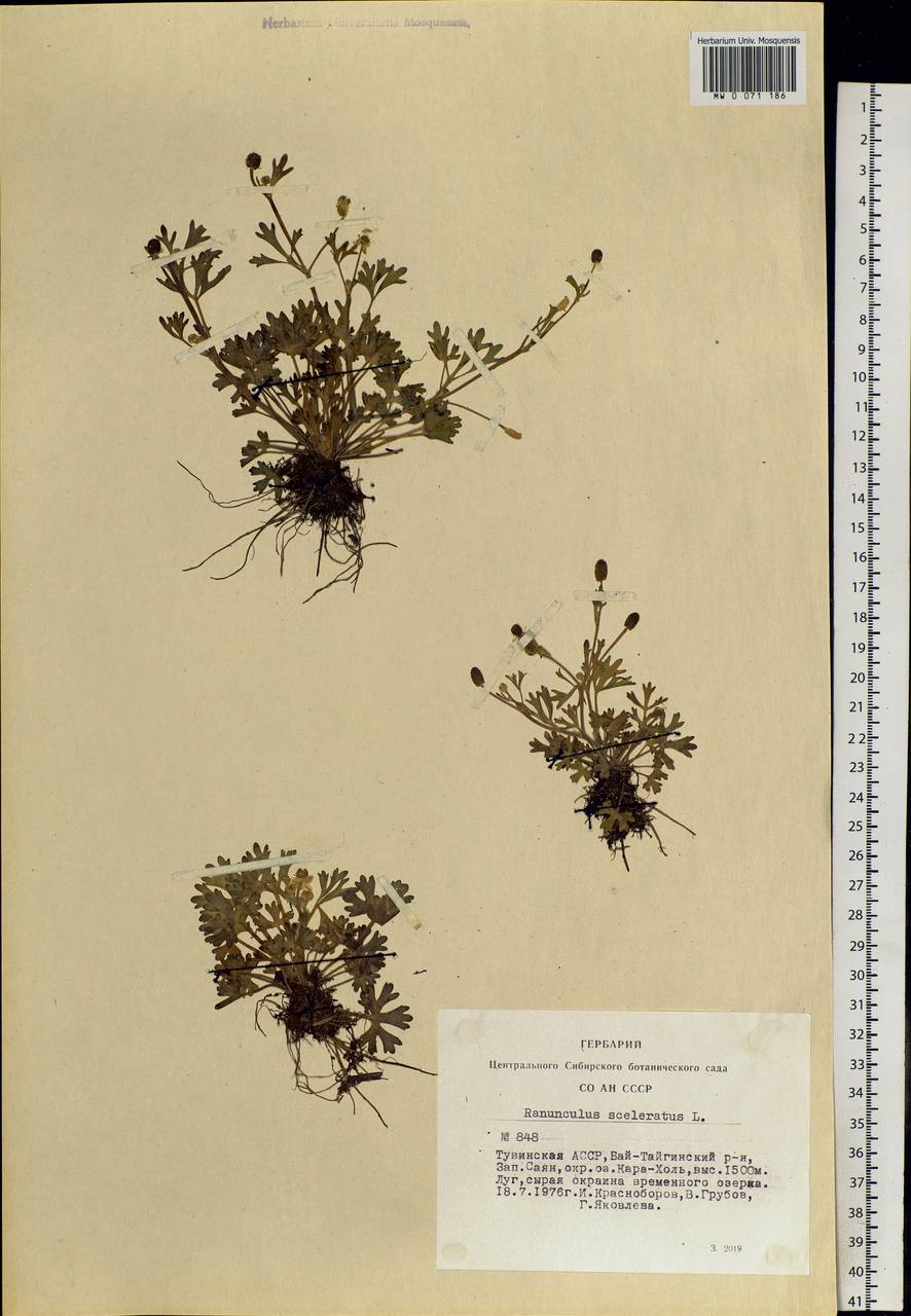 Ranunculus sceleratus L., Siberia, Altai & Sayany Mountains (S2) (Russia)