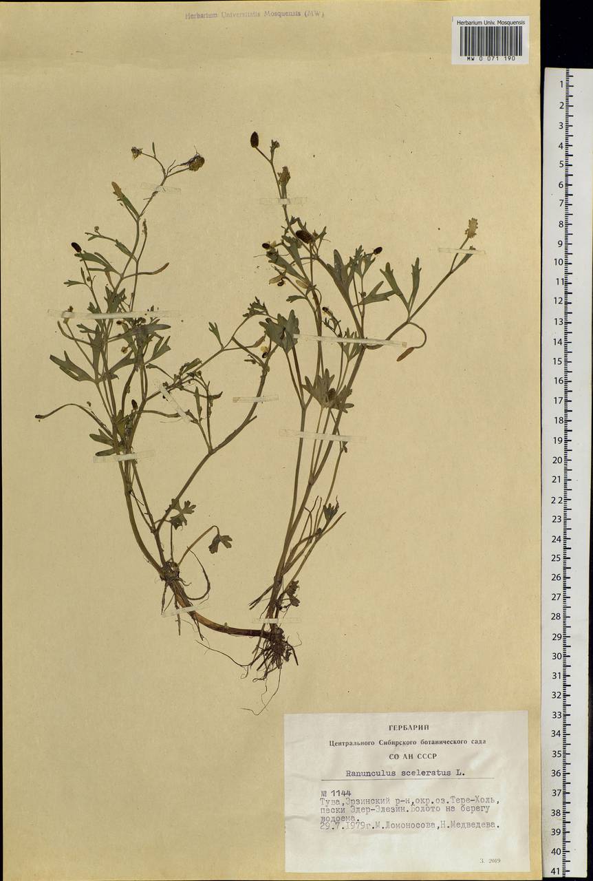 Ranunculus sceleratus L., Siberia, Altai & Sayany Mountains (S2) (Russia)