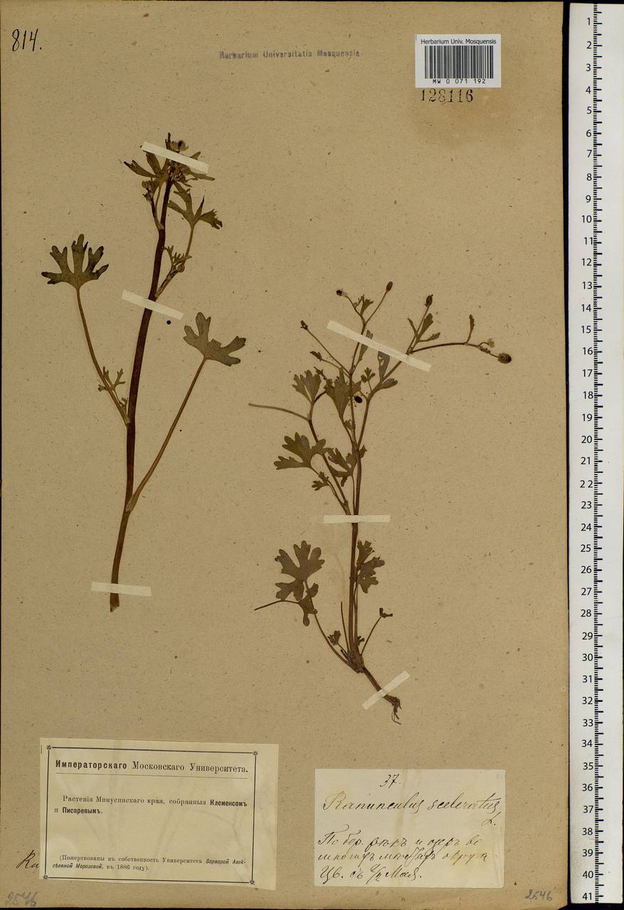 Ranunculus sceleratus L., Siberia, Altai & Sayany Mountains (S2) (Russia)