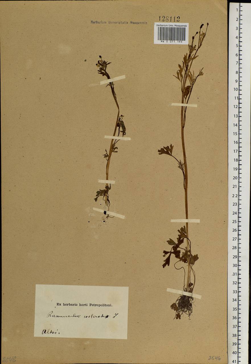 Ranunculus sceleratus L., Siberia, Altai & Sayany Mountains (S2) (Russia)