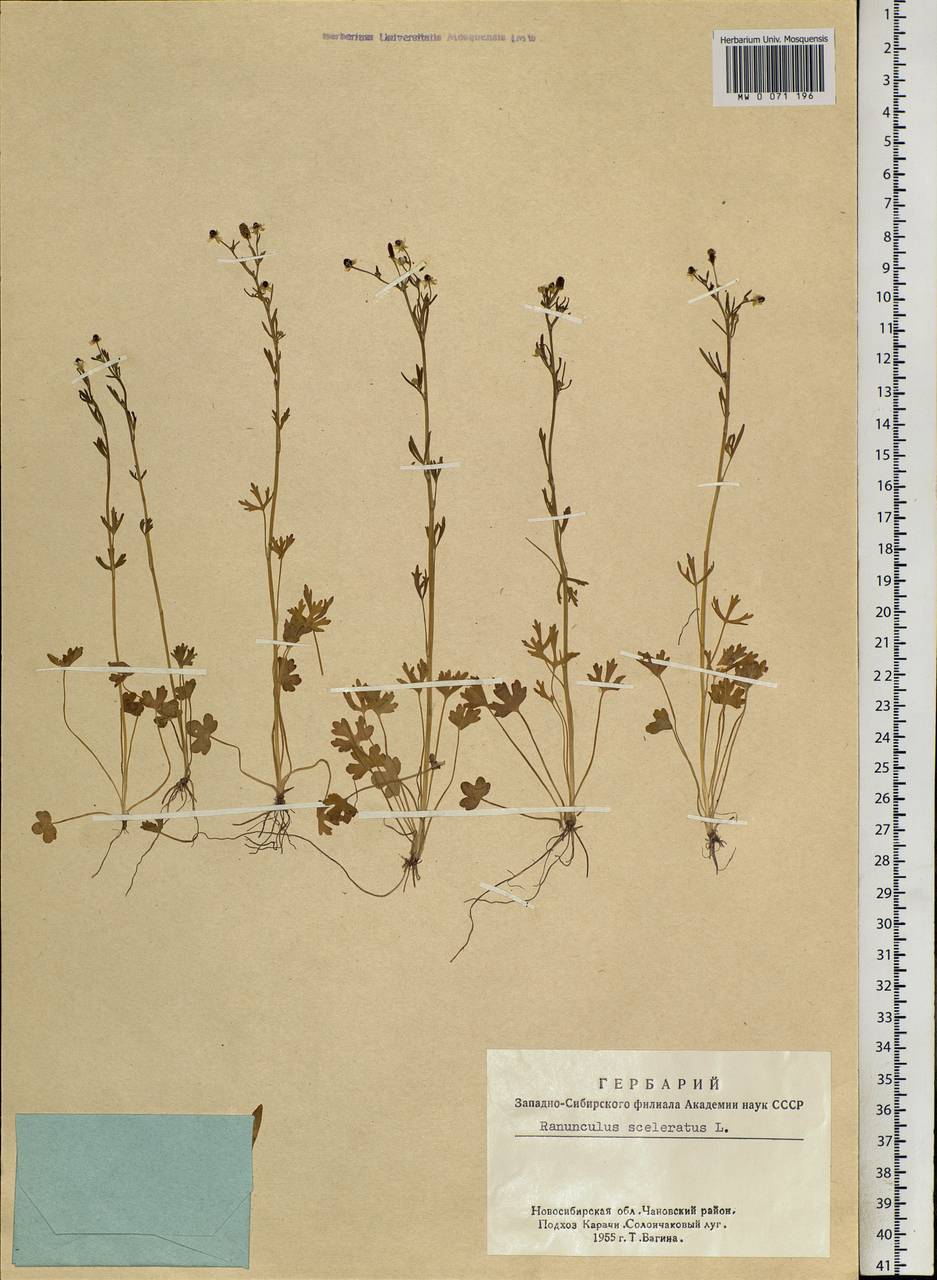 Ranunculus sceleratus L., Siberia, Western Siberia (S1) (Russia)