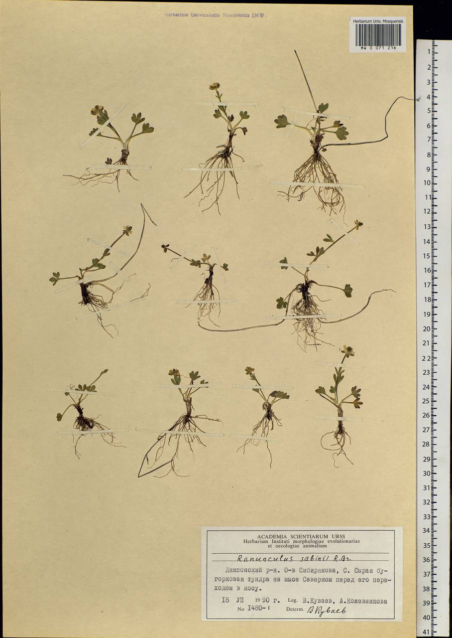 Ranunculus sabinei R. Br., Siberia, Central Siberia (S3) (Russia)