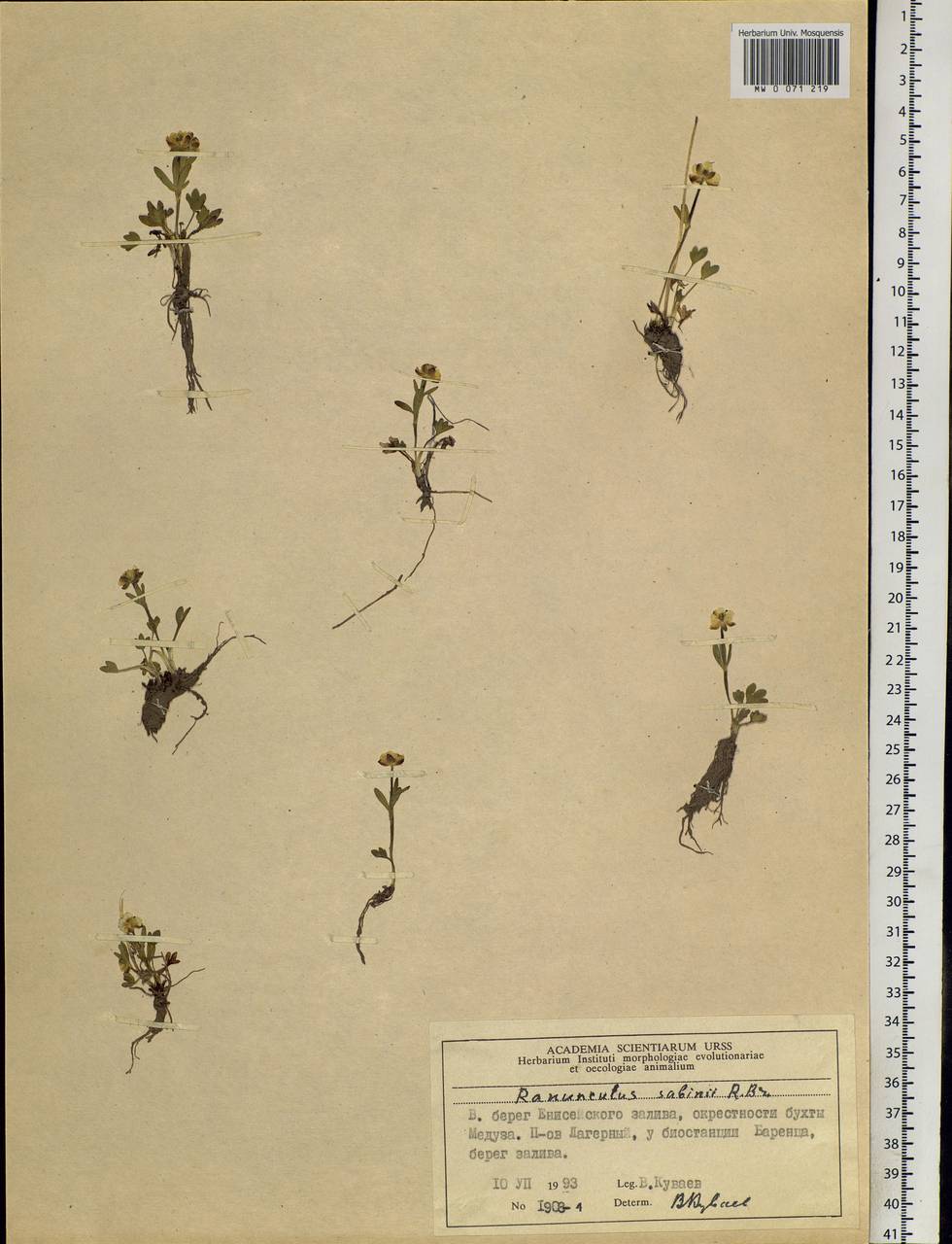 Ranunculus sabinei R. Br., Siberia, Central Siberia (S3) (Russia)