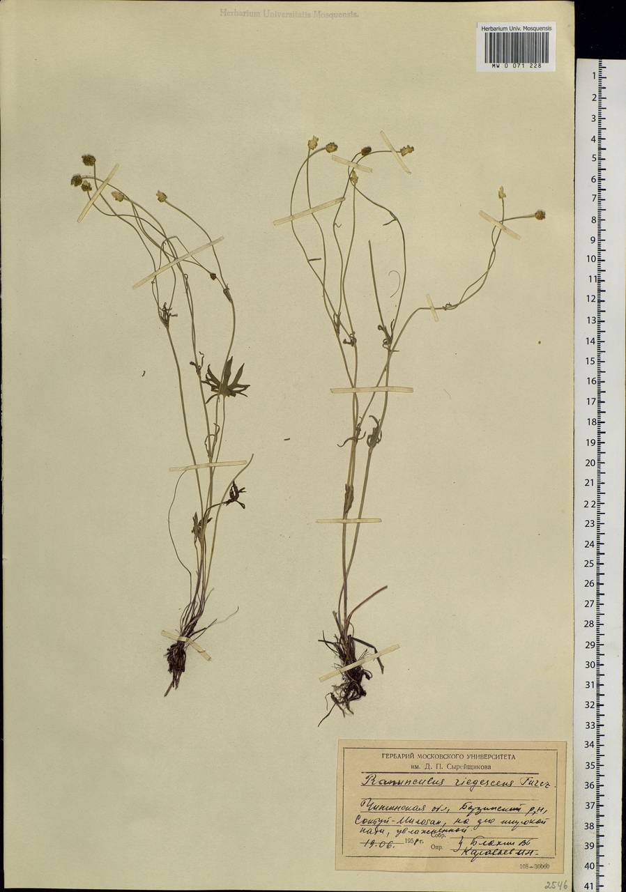 Ranunculus rigescens Turcz. ex Ovcz., Siberia, Baikal & Transbaikal region (S4) (Russia)