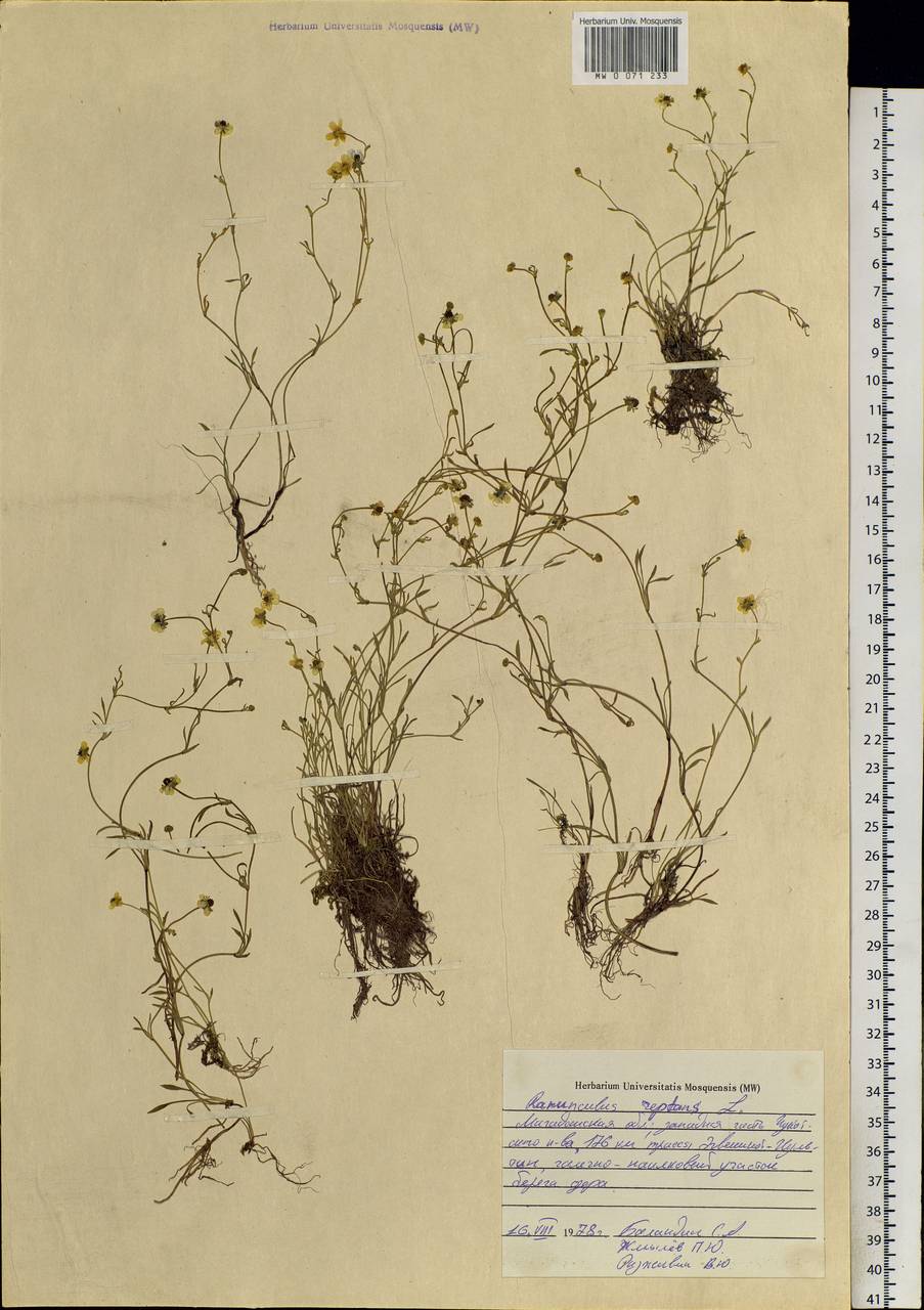 Ranunculus reptans L., Siberia, Chukotka & Kamchatka (S7) (Russia)