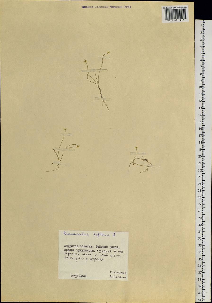 Ranunculus reptans L., Siberia, Russian Far East (S6) (Russia)