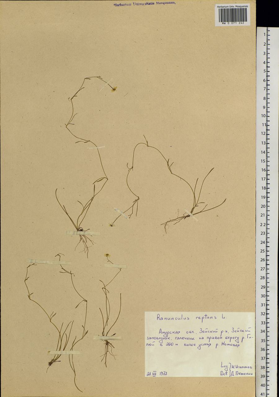 Ranunculus reptans L., Siberia, Russian Far East (S6) (Russia)