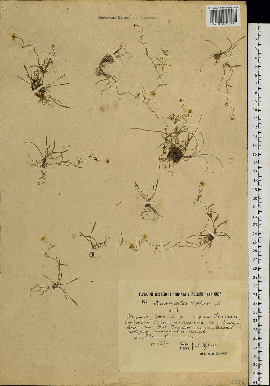 Ranunculus reptans L., Siberia, Yakutia (S5) (Russia)