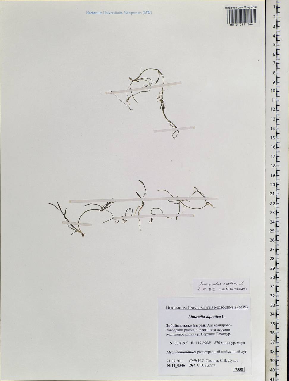 Ranunculus reptans L., Siberia, Baikal & Transbaikal region (S4) (Russia)