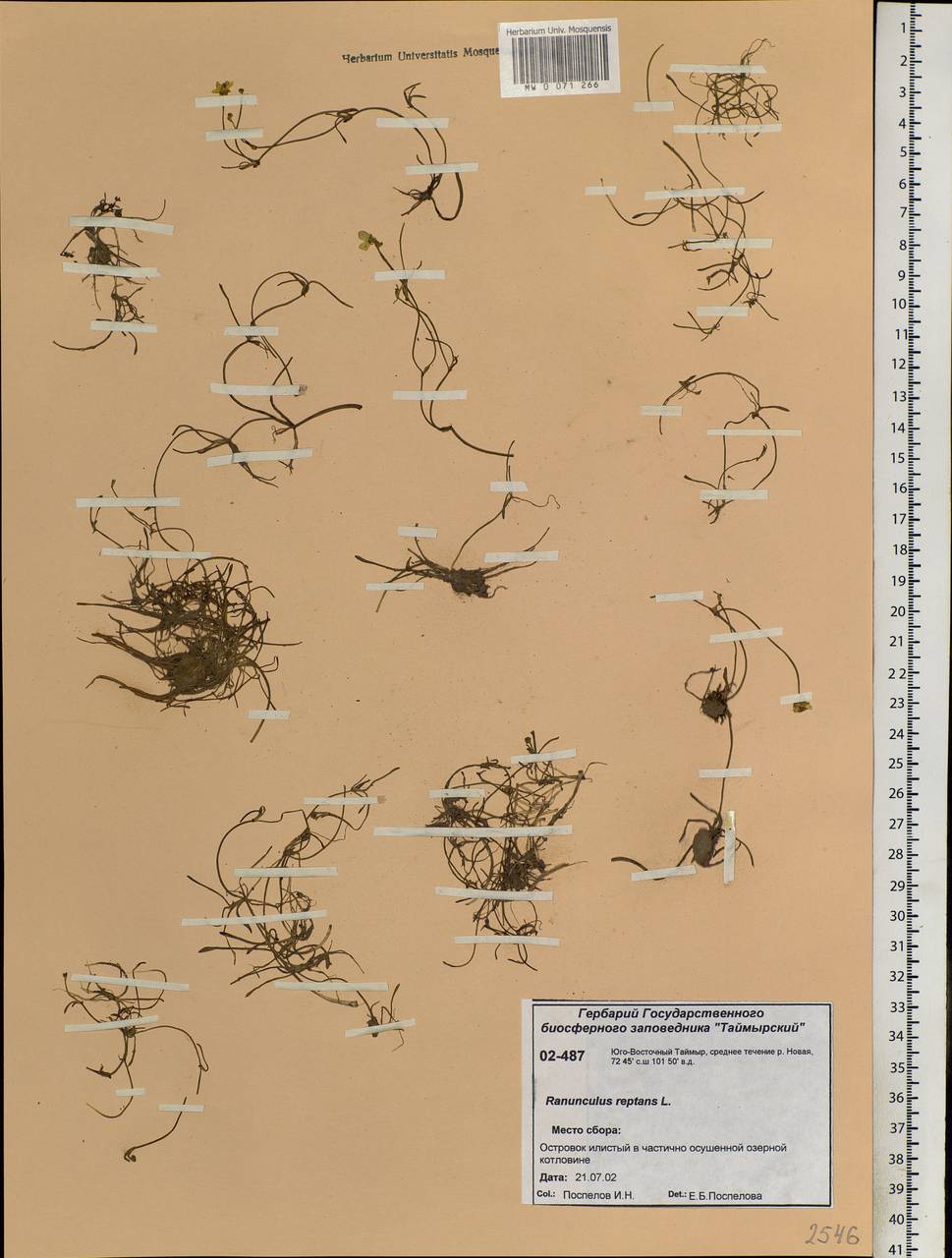 Ranunculus reptans L., Siberia, Central Siberia (S3) (Russia)