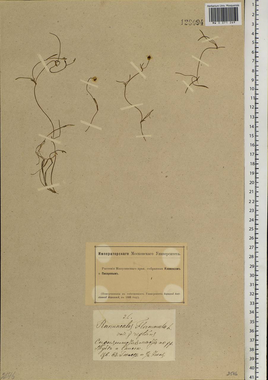 Ranunculus reptans L., Siberia, Altai & Sayany Mountains (S2) (Russia)