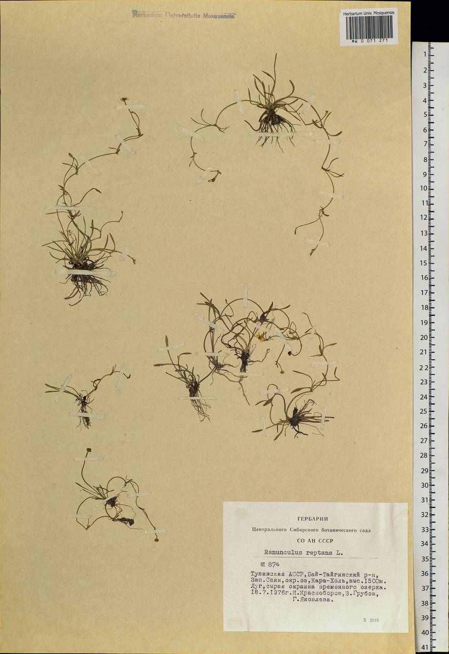 Ranunculus reptans L., Siberia, Altai & Sayany Mountains (S2) (Russia)
