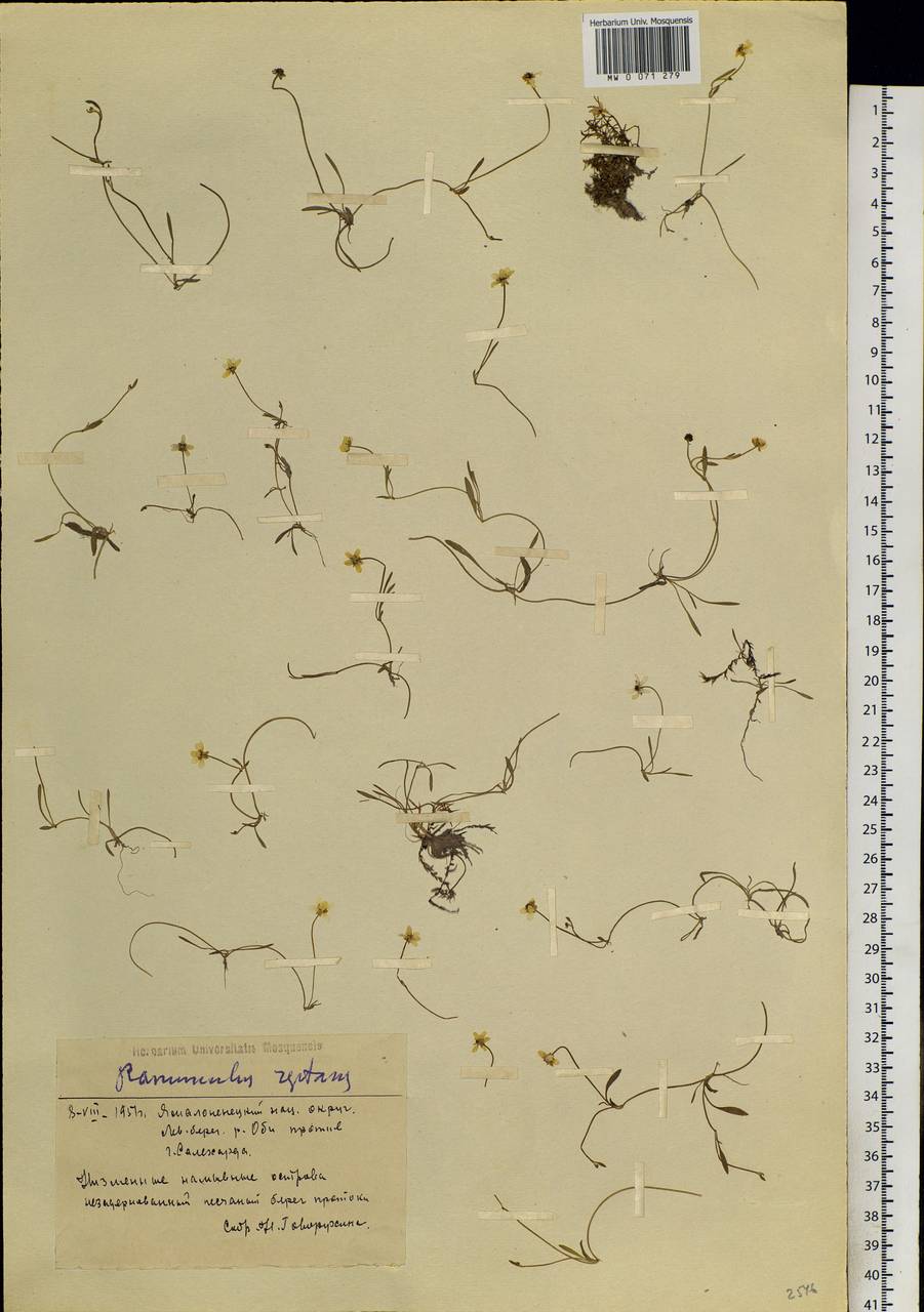 Ranunculus reptans L., Siberia, Western Siberia (S1) (Russia)