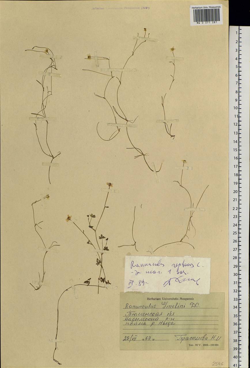 Ranunculus reptans L., Siberia, Western Siberia (S1) (Russia)