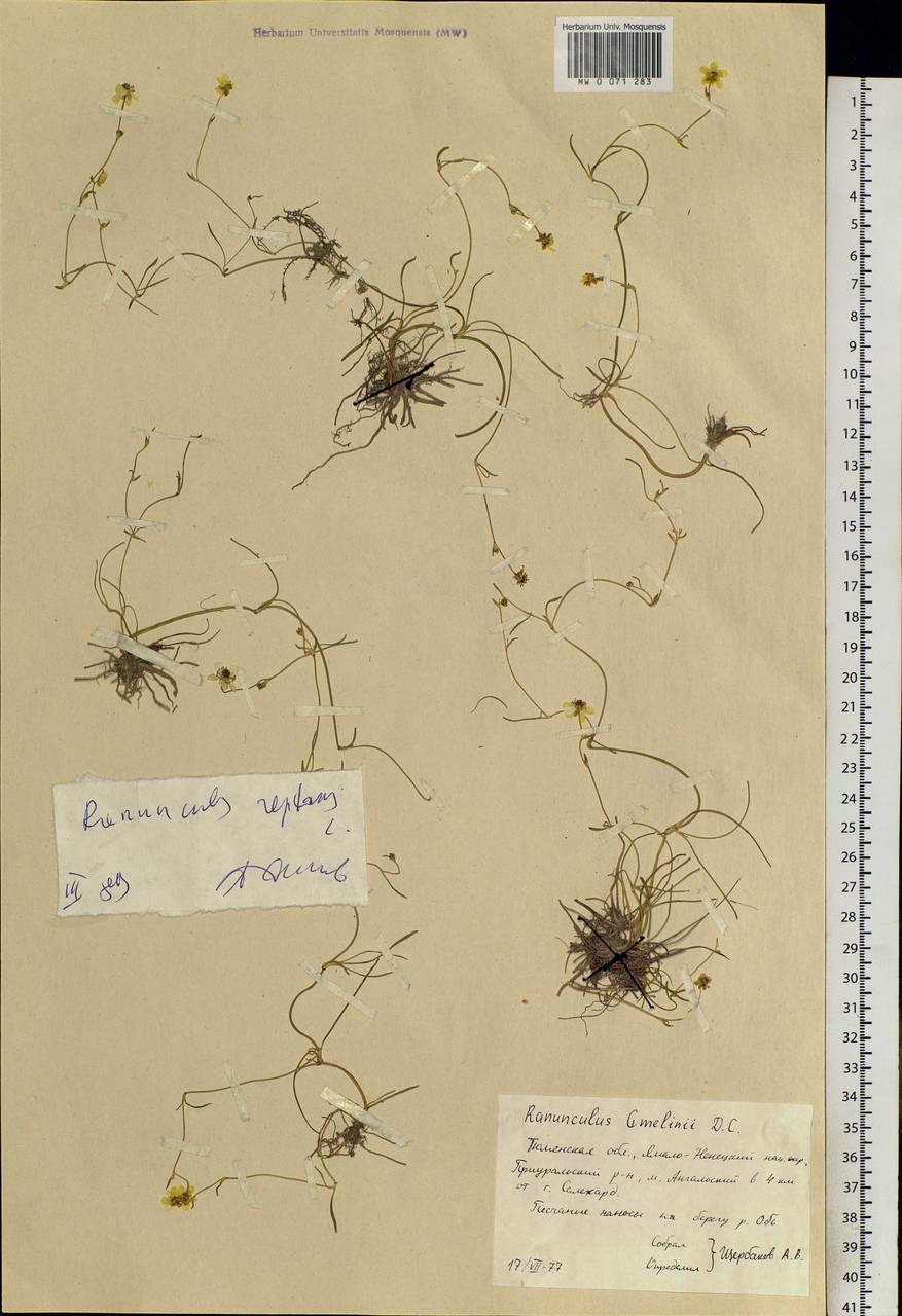 Ranunculus reptans L., Siberia, Western Siberia (S1) (Russia)