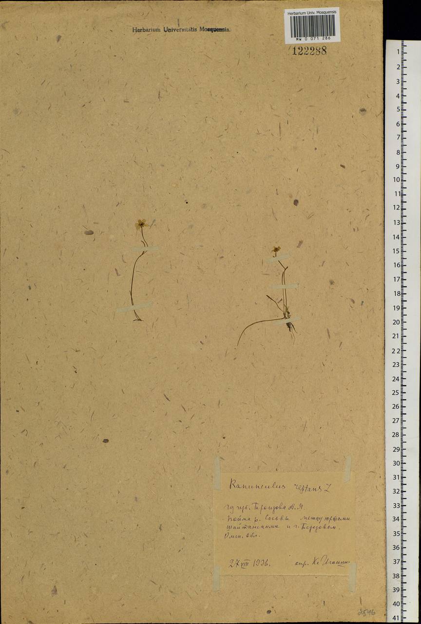 Ranunculus reptans L., Siberia, Western Siberia (S1) (Russia)