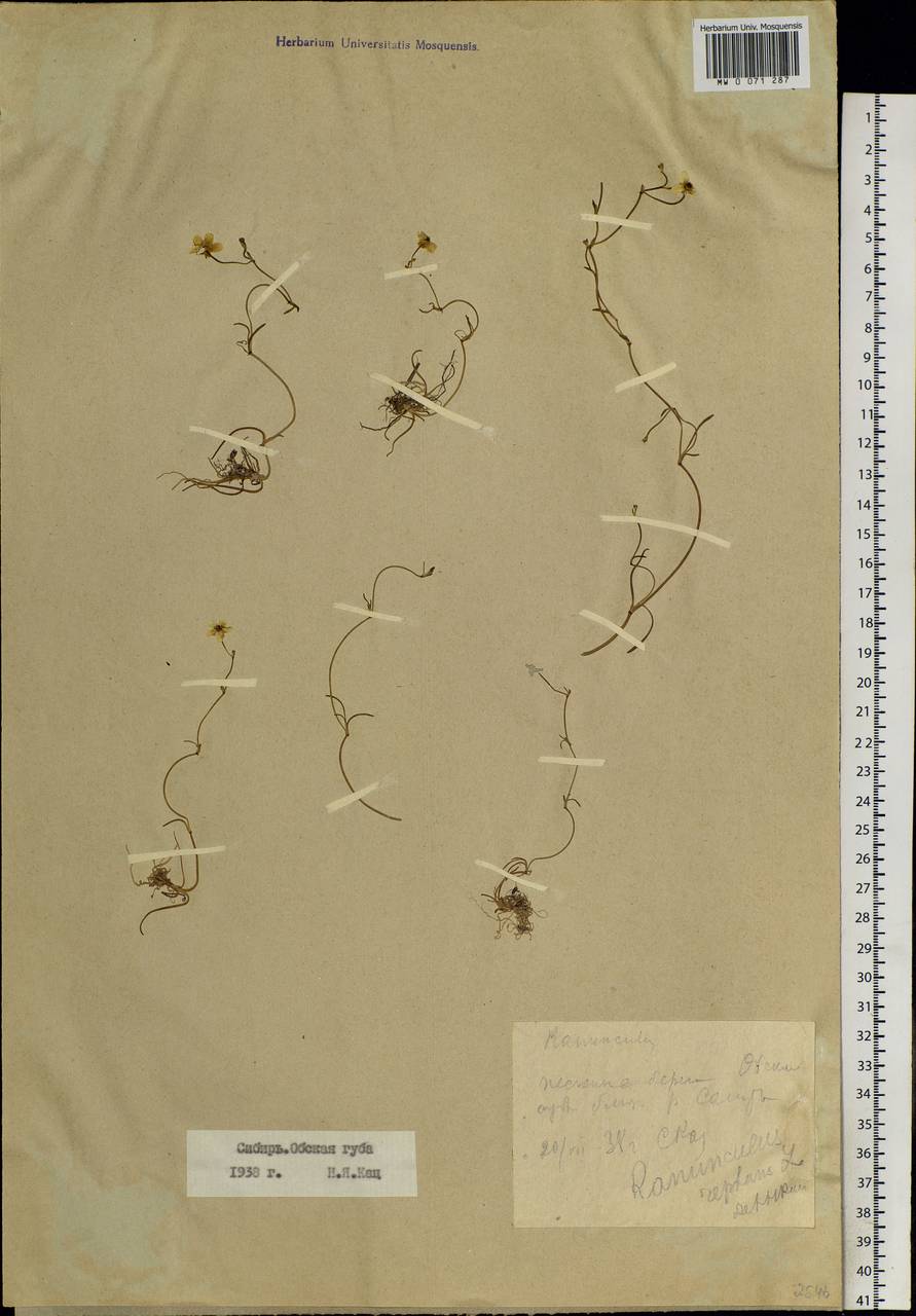 Ranunculus reptans L., Siberia, Western Siberia (S1) (Russia)