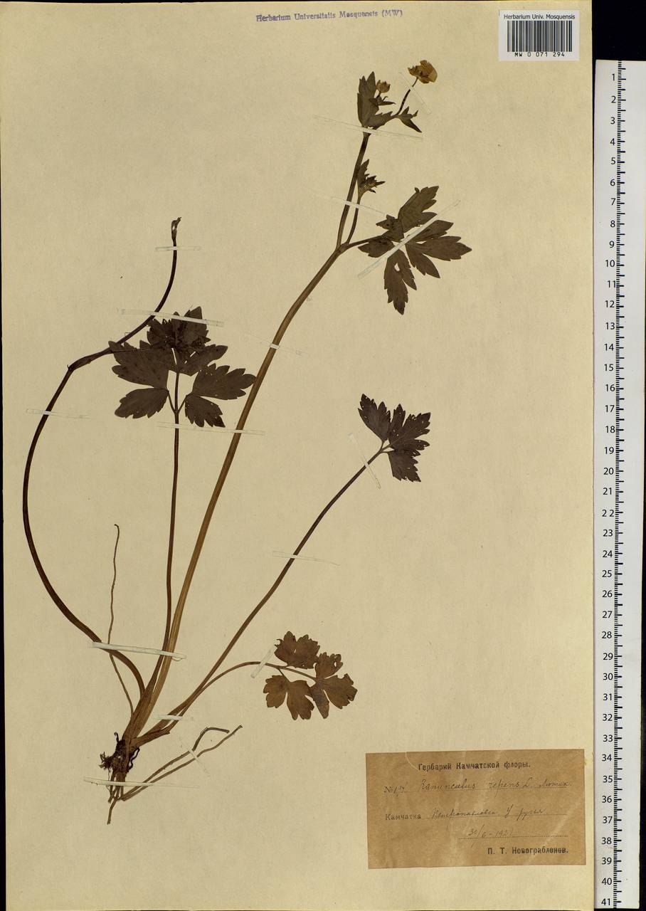 Ranunculus repens L., Siberia, Chukotka & Kamchatka (S7) (Russia)