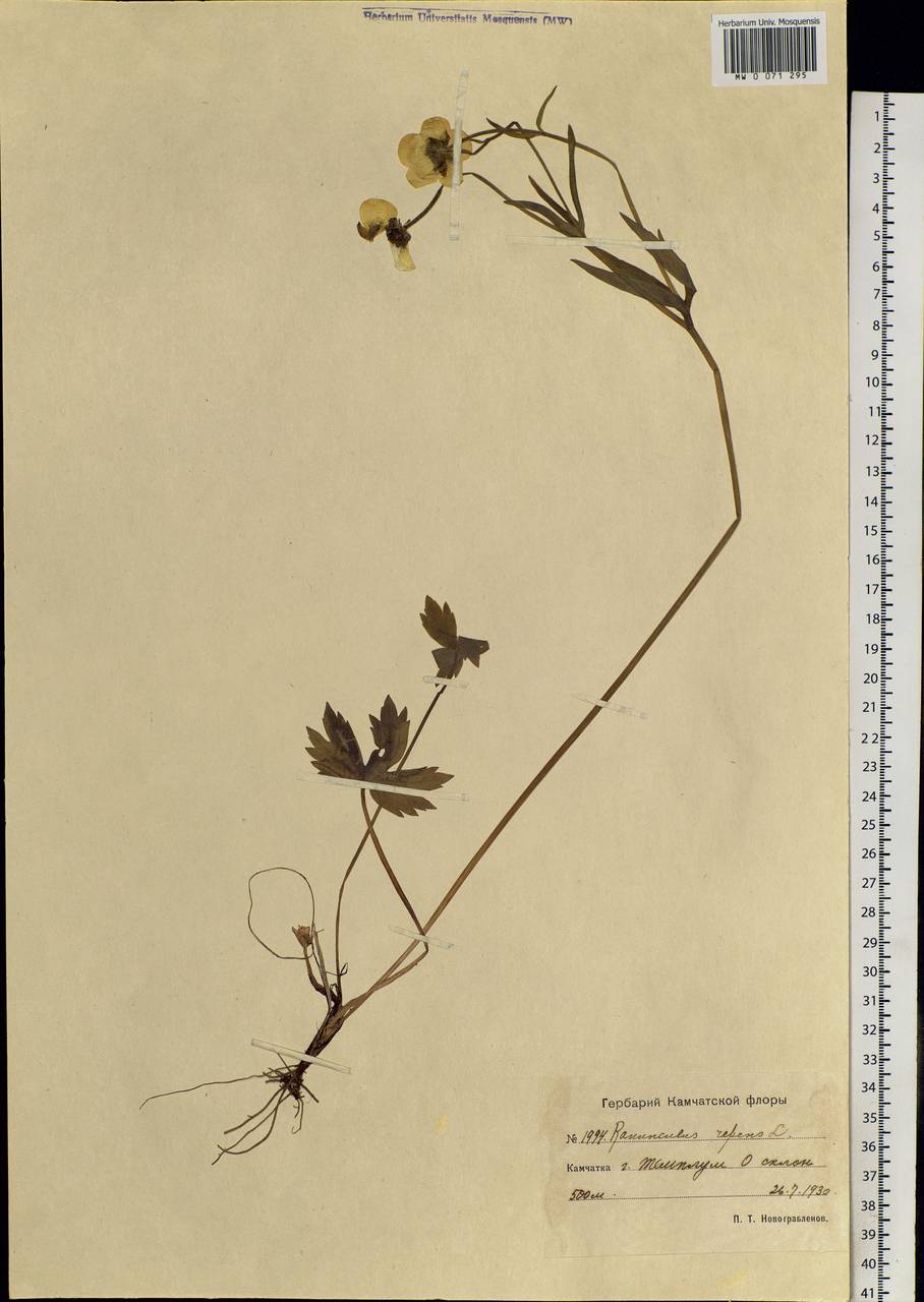 Ranunculus repens L., Siberia, Chukotka & Kamchatka (S7) (Russia)
