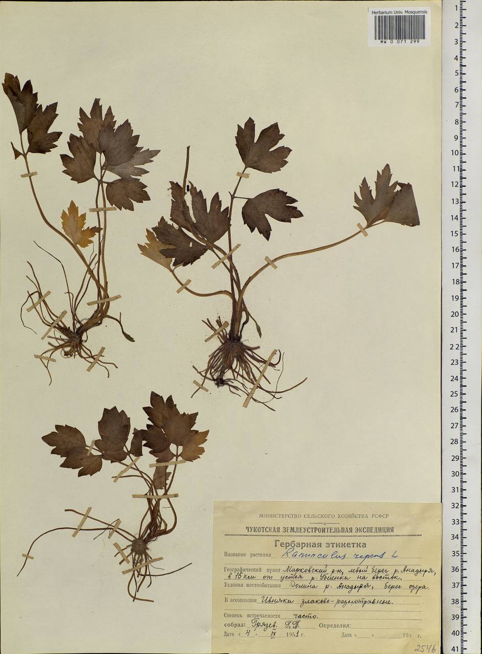 Ranunculus repens L., Siberia, Chukotka & Kamchatka (S7) (Russia)