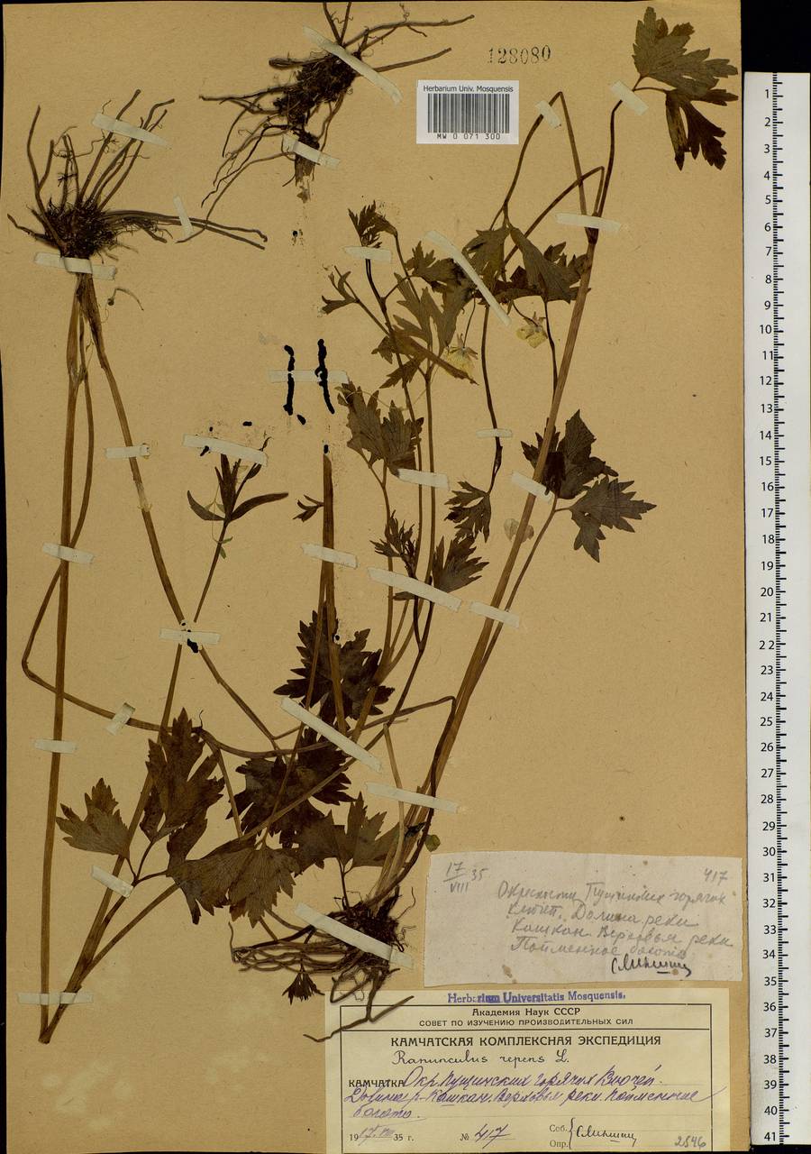 Ranunculus repens L., Siberia, Chukotka & Kamchatka (S7) (Russia)