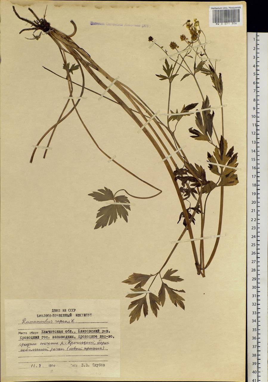 Ranunculus repens L., Siberia, Chukotka & Kamchatka (S7) (Russia)
