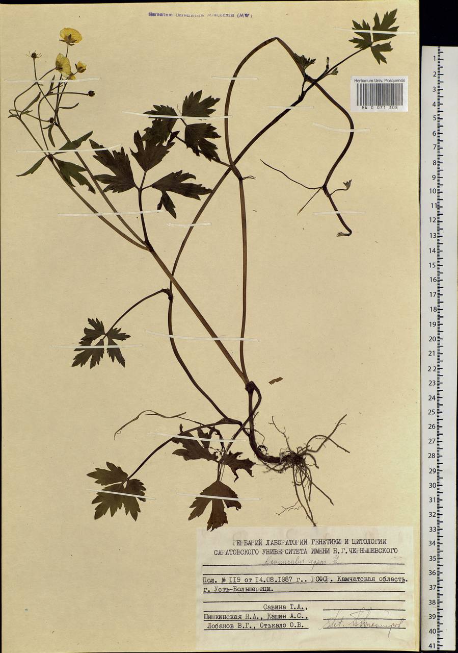 Ranunculus repens L., Siberia, Chukotka & Kamchatka (S7) (Russia)