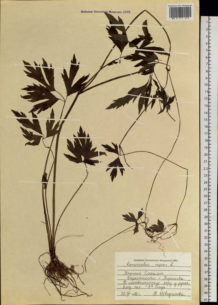 Ranunculus repens L., Siberia, Russian Far East (S6) (Russia)